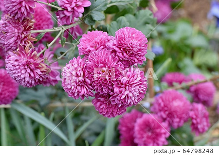 三鷹中原に咲くピンクのキクの花 64798248