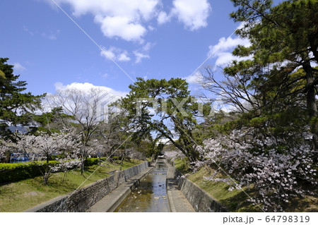 西宮の桜の名所 夙川公園 64798319