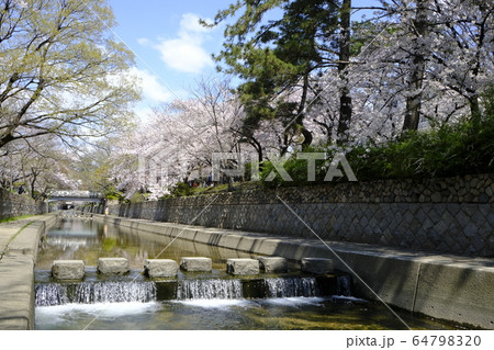 西宮の桜の名所 夙川公園 64798320