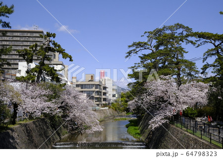 西宮の桜の名所 夙川公園 64798323