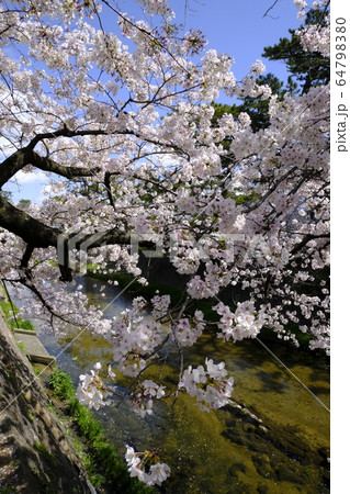 西宮の桜の名所 夙川公園 64798380