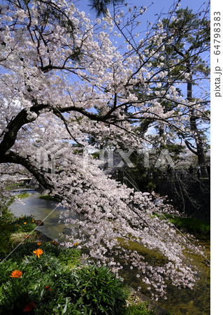 西宮の桜の名所 夙川公園 64798383