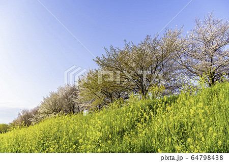 京都の桜並木 64798438