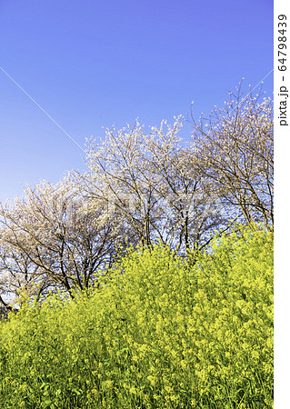 京都の桜並木 64798439