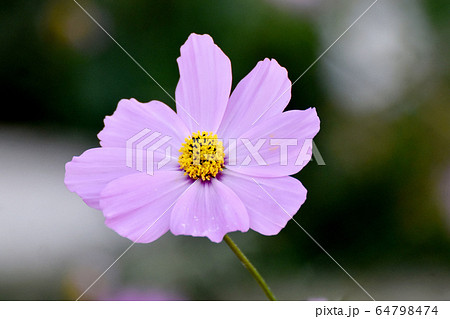 三鷹中原に咲く淡い紫色のコスモスの花 64798474