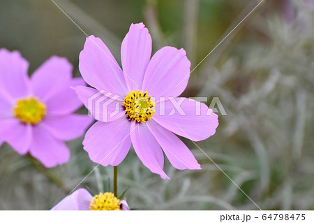 三鷹中原に咲く淡い紫色のコスモスの花 三鷹中原に咲く淡い紫色のコスモスの花 64798475