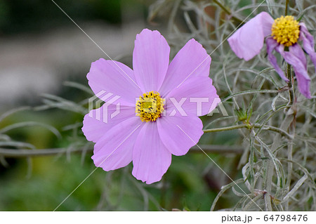 三鷹中原に咲く淡い紫色のコスモスの花 64798476