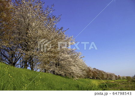 京都の桜並木 64798543