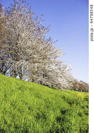 京都の桜並木 64798548