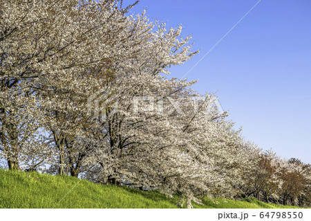 京都の桜並木 64798550