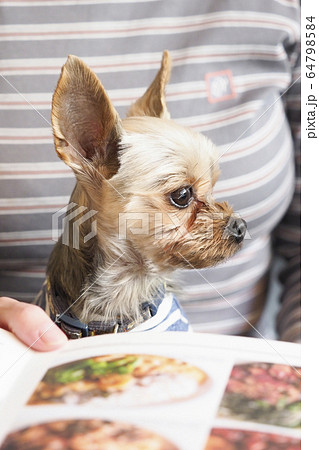 ドッグカフェのメニューとヨークシャテリア ドッグカフェのメニューとヨークシャテリア 64798584