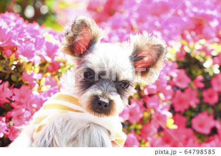 ツツジとヨークシャテリア 64798585
