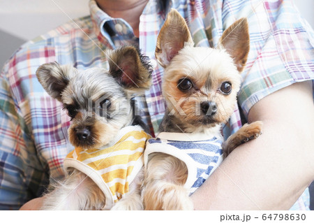 抱えられた2匹のヨークシャテリア 抱えられた2匹のヨークシャテリア 64798630