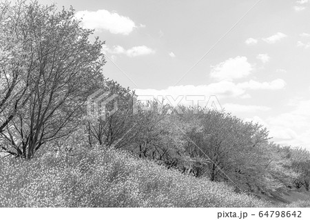 【セピア】京都の桜並木 64798642