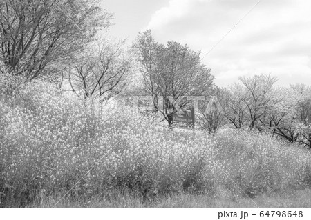 【セピア】京都の桜並木 64798648