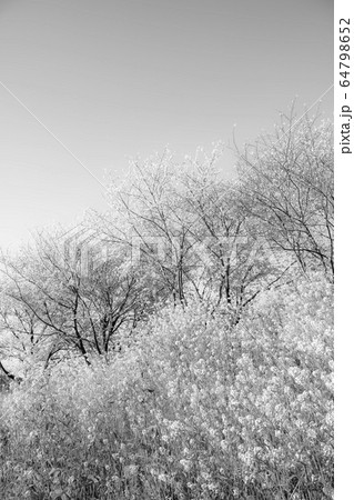 【セピア】京都の桜並木 【セピア】京都の桜並木 64798652