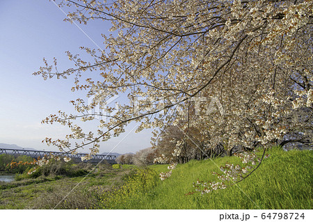 京都の桜並木 京都の桜並木 64798724