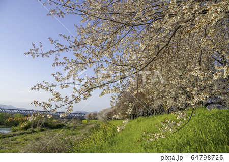 京都の桜並木 京都の桜並木 64798726