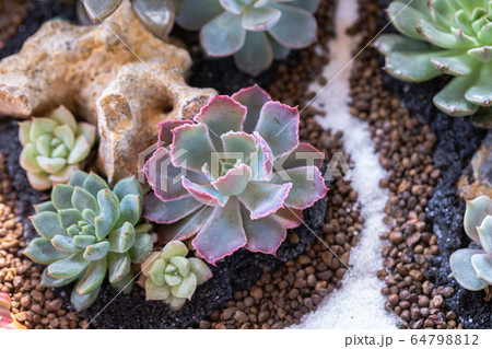 Succulents or cactus in desert botanical garden for decoration and agriculture Succulents or cactus in desert botanical garden for decoration and agriculture 64798812