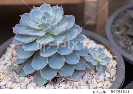 Succulents or cactus in desert botanical garden for decoration and agriculture Succulents or cactus in desert botanical garden for decoration and agriculture 64798813