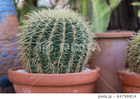 Succulents or cactus in desert botanical garden for decoration and agriculture Succulents or cactus in desert botanical garden for decoration and agriculture 64798814