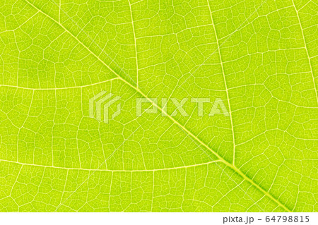 Leaf texture background for design with copy space for text or image. Leaf texture background for design with copy space for text or image. 64798815