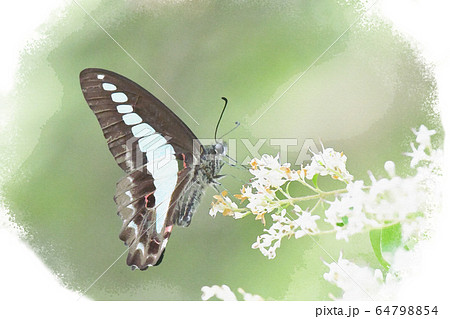 身近な自然　アオスジアゲハ 64798854