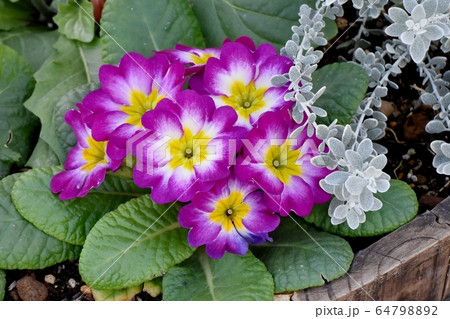 三鷹中原に咲く紫色のプリムラ-ジュリアン 三鷹中原に咲く紫色のプリムラ-ジュリアン 64798892