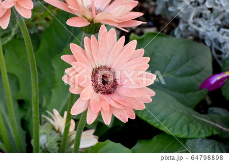 三鷹中原に咲く淡いピンクのガーベラ 64798898
