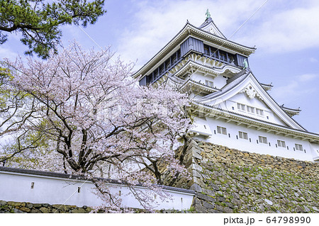桜が見頃の美しい小倉城の写真素材