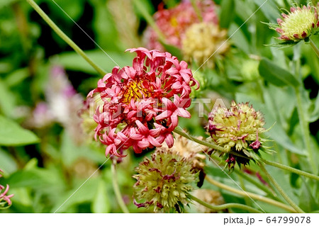 三鷹中原に咲くオレンジ色の宿根バーベナの花 三鷹中原に咲くオレンジ色の宿根バーベナの花 64799078