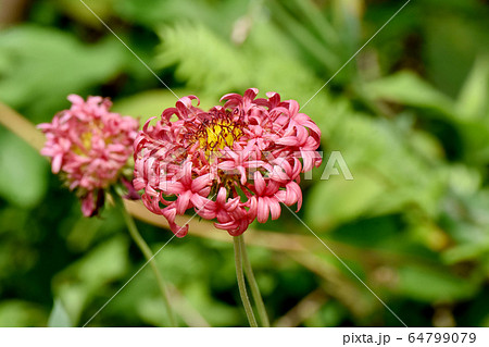 三鷹中原に咲くオレンジ色の宿根バーベナの花 三鷹中原に咲くオレンジ色の宿根バーベナの花 64799079