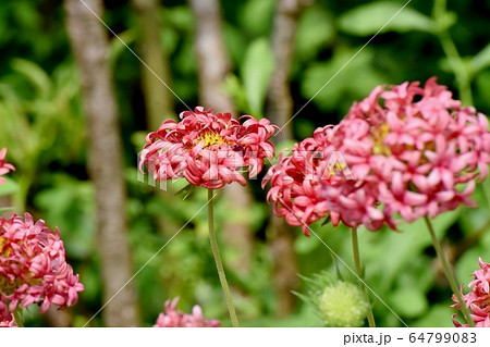 三鷹中原に咲くオレンジ色の宿根バーベナの花 三鷹中原に咲くオレンジ色の宿根バーベナの花 64799083
