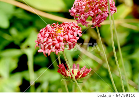 三鷹中原に咲くオレンジ色の宿根バーベナの花 三鷹中原に咲くオレンジ色の宿根バーベナの花 64799110