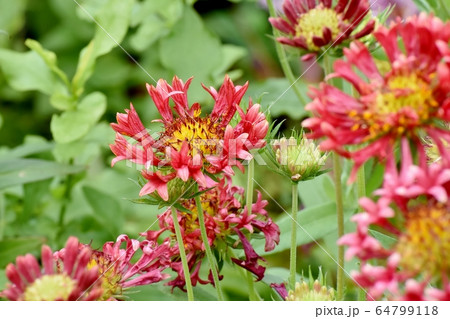 三鷹中原に咲くオレンジ色の宿根バーベナの花 64799118