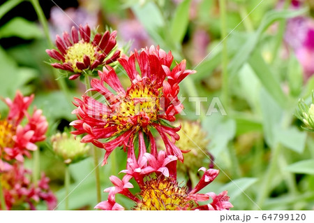 三鷹中原に咲くオレンジ色の宿根バーベナの花 64799120