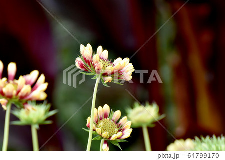 三鷹中原に咲く赤い宿根バーベナの花 三鷹中原に咲く赤い宿根バーベナの花 64799170