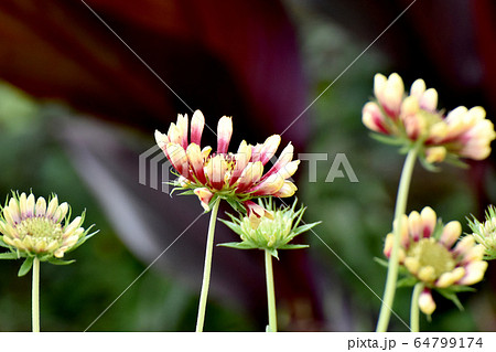 三鷹中原に咲く赤い宿根バーベナの花 64799174