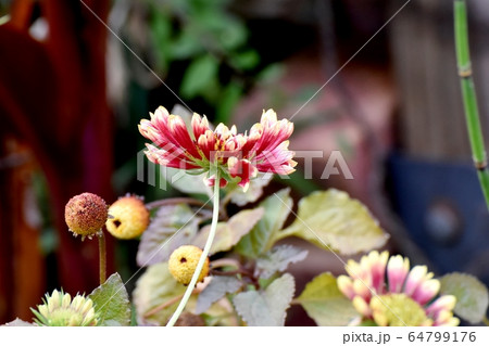 三鷹中原に咲く赤い宿根バーベナの花 64799176