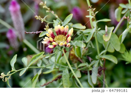三鷹中原に咲く赤い宿根バーベナの花 三鷹中原に咲く赤い宿根バーベナの花 64799181