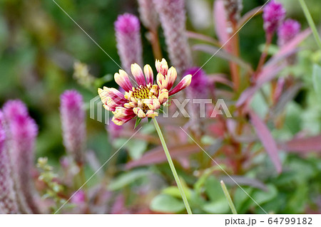 三鷹中原に咲く赤い宿根バーベナの花 三鷹中原に咲く赤い宿根バーベナの花 64799182