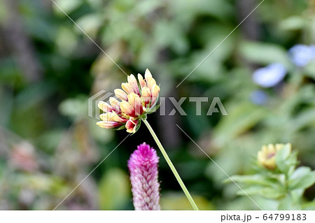 三鷹中原に咲く赤い宿根バーベナの花 三鷹中原に咲く赤い宿根バーベナの花 64799183