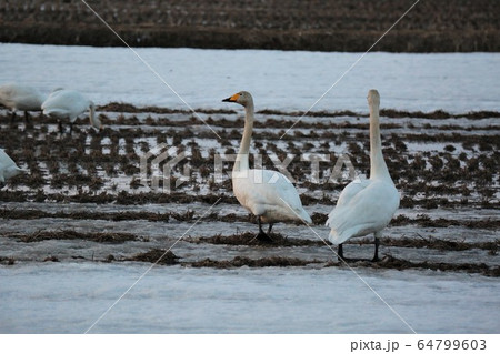北海道・3月・白鳥 64799603