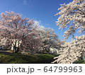 桜 64799963