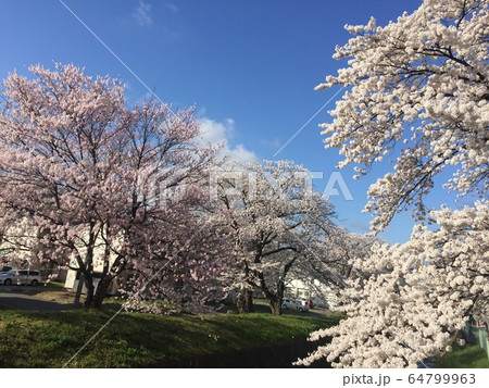 桜 桜 64799963