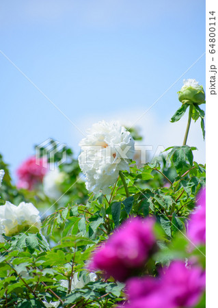 牡丹の花 牡丹の花 64800114