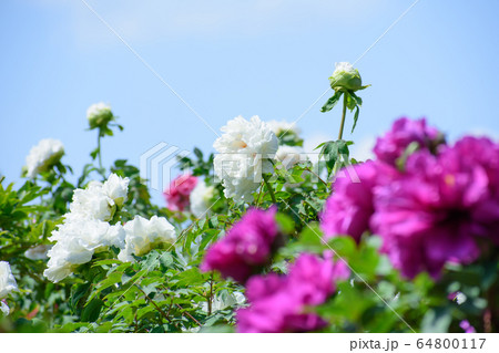 牡丹の花 64800117