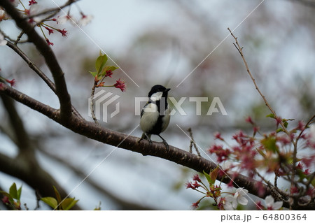 シジュウカラ・エサ・食べる・四月・青空 64800364