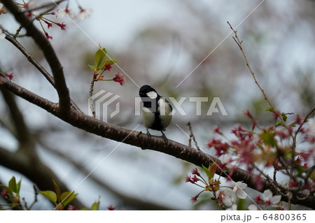 シジュウカラ・エサ・食べる・四月・青空 64800365