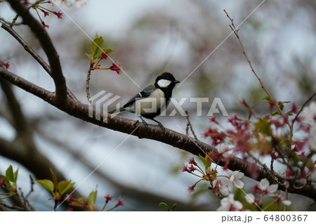 シジュウカラ・エサ・食べる・四月・青空 64800367